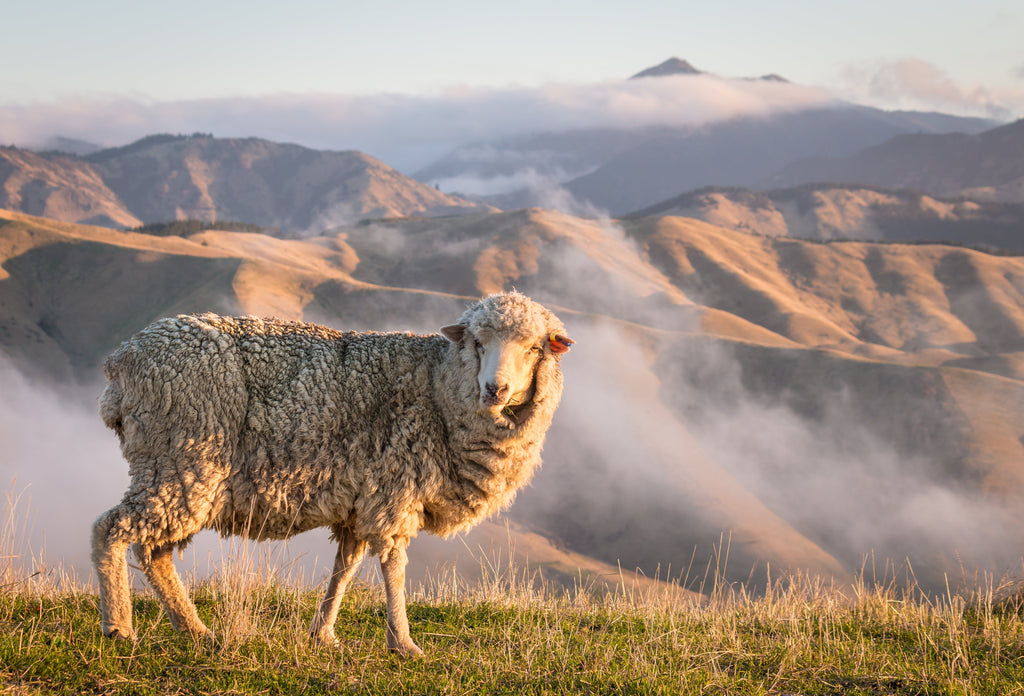 Why I use Merino Wool for Baby Sleepwear and Clothing